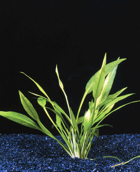 Echinodorus quadricostatus - Zwerg Schwertpflanze, Topf