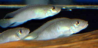 Nanochromis nudiceps - Blauer Kongocichlide
