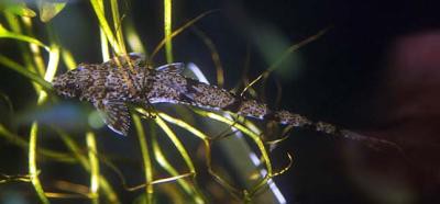 Hemiloricaria parva - Hexenwels