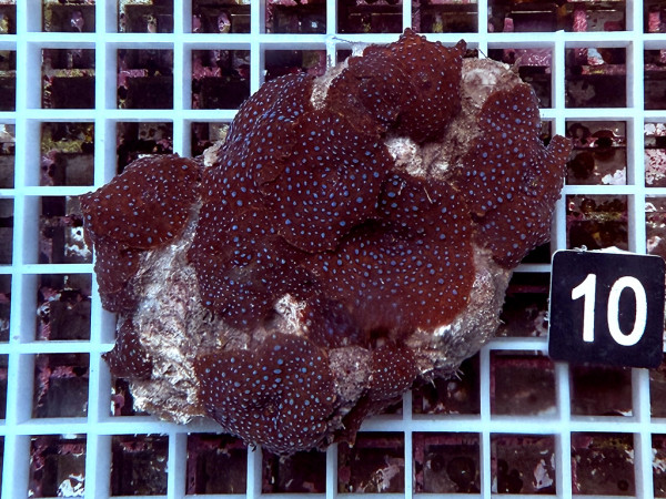 Discosoma spec. red with blue spotts (10)
