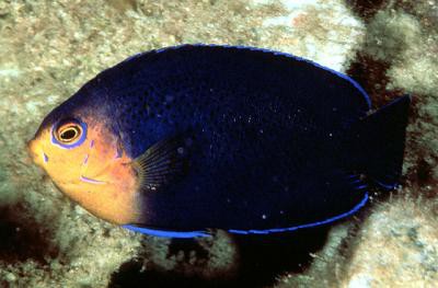 Centropyge argi - blauer Zwergkaiser