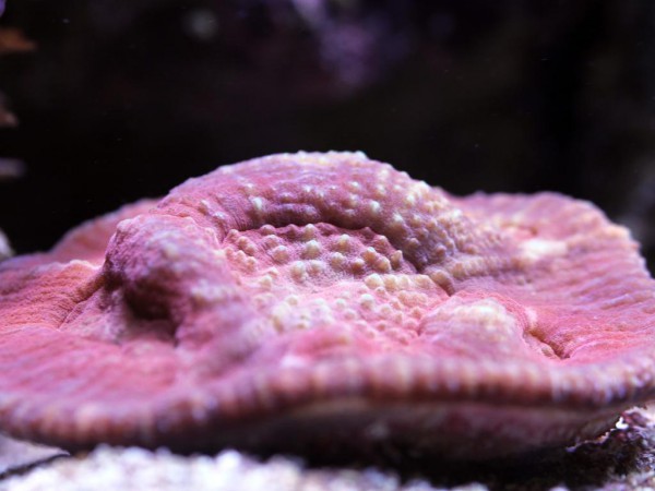 Lobophyllia spec. - Australomussa (E 01149/18)