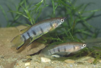 Epiplatys dageti