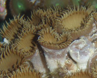 Protopalythoa spec. - große Krustenanemonen, braun