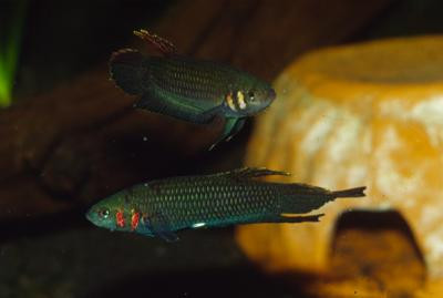 Betta foerschi - Chameleon-Kampffisch