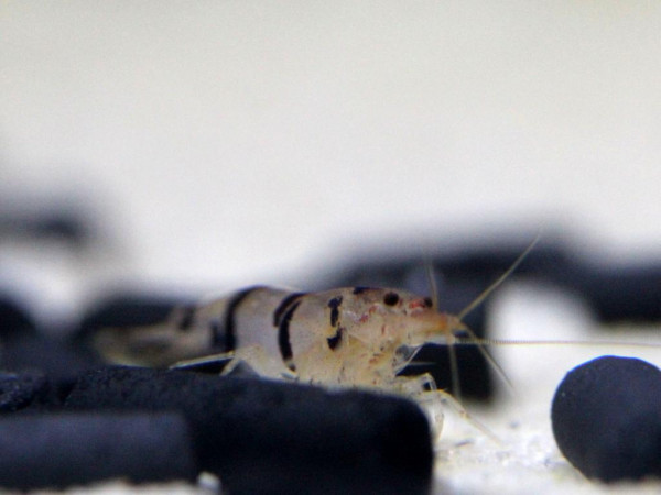Caridina sp. - Waschbärgarnele (Racoon Tiger shrimp)