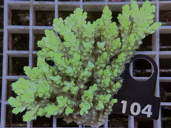 Acropora sp. ultra (104)