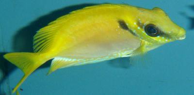Siganus corallinus - Korallen-Kaninchenfisch, frisst Bryopsis!