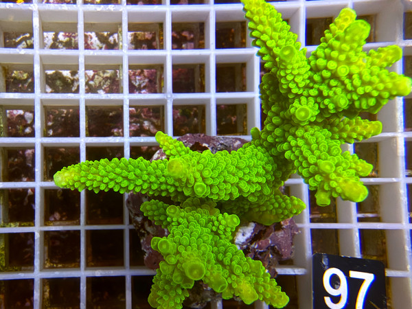 Acropora formosa (97)