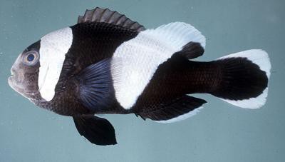 Amphiprion polymnus - Sattelfleck-Anemonenfisch