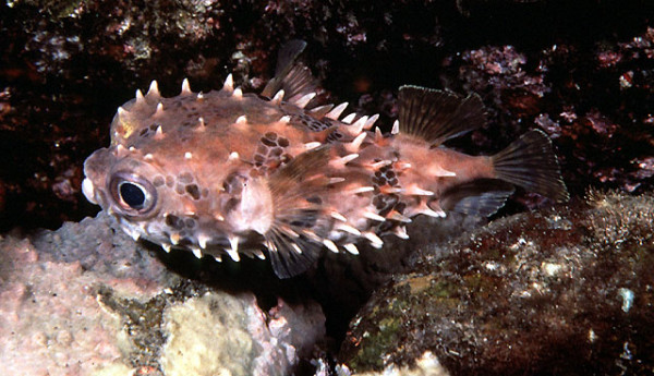 Cyclichthys orbicularis - Kurzstachel-Igelfisch (ca. 10cm)