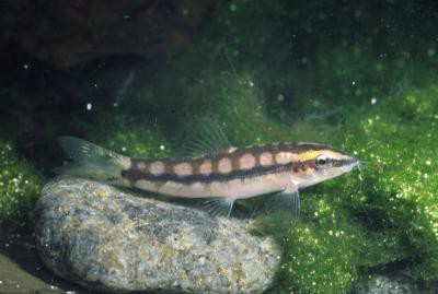 Ambastaia sidthimunki - Schachbrettschmerle