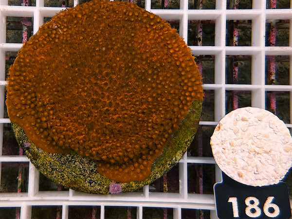 Cyphastrea spec. - Cyphastrea rot (186)
