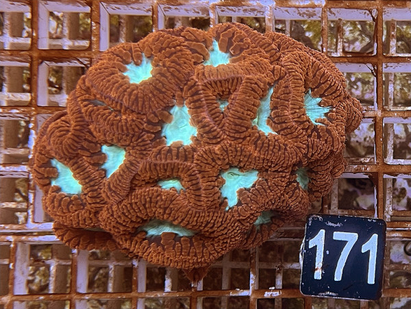 Blastomussa wellsi red (171)