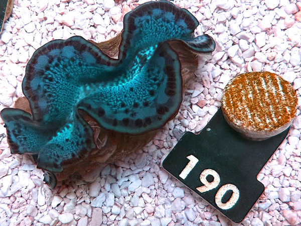 Tridacna maxima 5-6 cm (190)