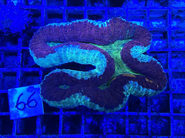 Lobophyllia spec. - Hirnkoralle ultra (66)