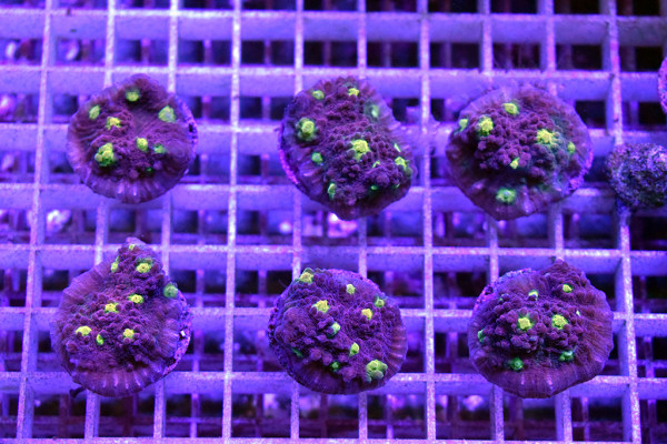 Echinophyllia spp. - Chalice yellow spot Frag