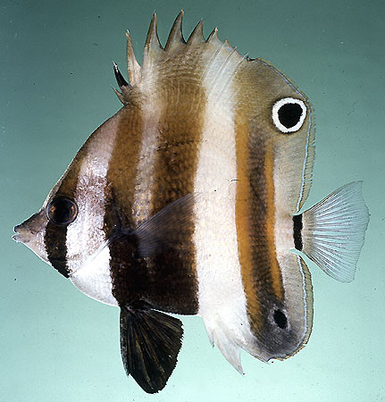 Coradion melanopus - Zweiaugen-Korallenfisch