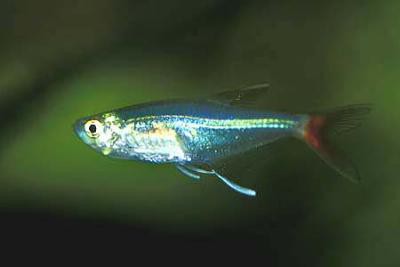 Prionobrama filigera - Rotflossen-Glassalmler