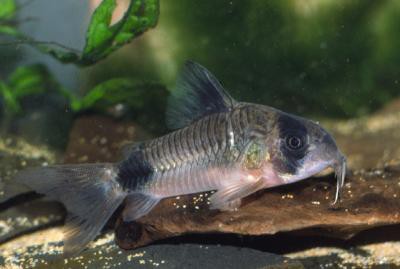 Corydoras panda - Panda-Panzerwels