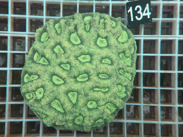Favia spec.- ultra (134)