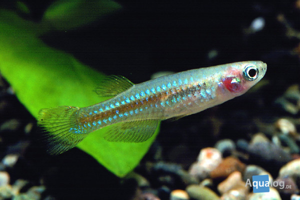 Aplocheilichthys pumilus - Tanganjika-Leuchtaugenfisch