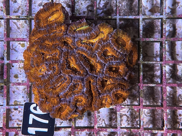 Acanthastrea spec. ultra (176)