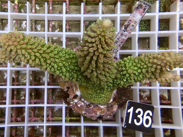 Acropora robusta (136)