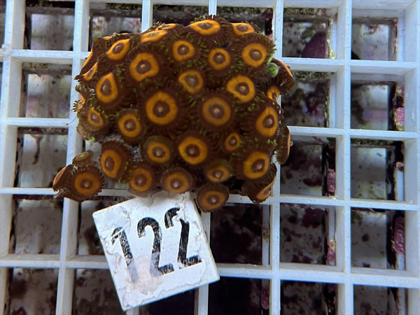 Zoanthus spec. - kleine Krustenanemonen Frag (122)