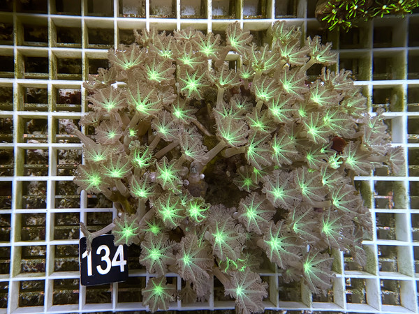 Clavularia spec. - Stolonifera, green (134)