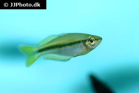Melanotaenia nigrans - Großer Regenbogenfisch