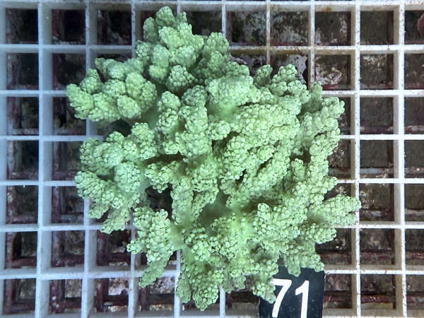 Capnella spec. - Bäumchenweichkoralle grün (71)