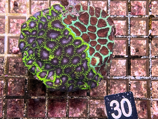 Favites spec. (30)