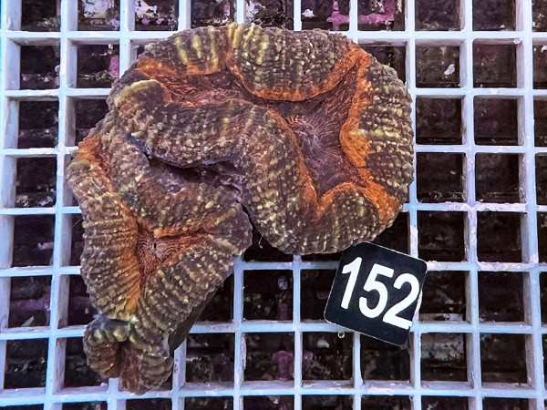 Lobophyllia spec. - Hirnkoralle ultra (152)