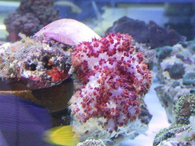 Dendronephthya spec. - farbige Weichkoralle ohne Zooxanthellen