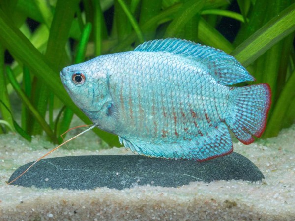 Colisa lalia - Zwergfadenfisch, cobalt-blau