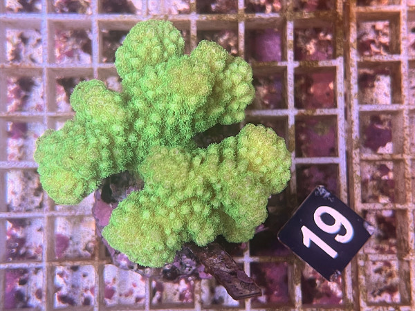 Pocillopora verrucosa - Buschkoralle neon-grün (19)