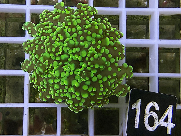 Euphyllia yaeyamaensis grün Einzelpolyp (164)