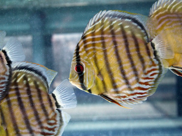 Symphysodon aequifasciatus - Diskus WF royal blau ca. 12-15cm