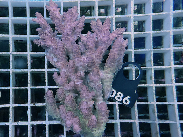 Acropora sp. ultra (086)