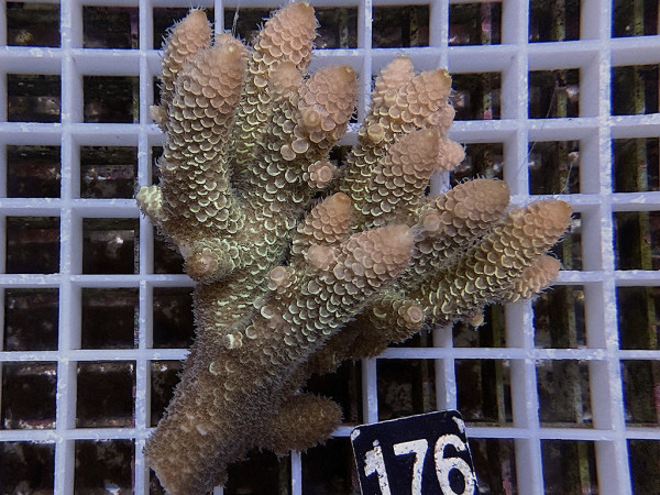 Acropora sp. ultra (176)