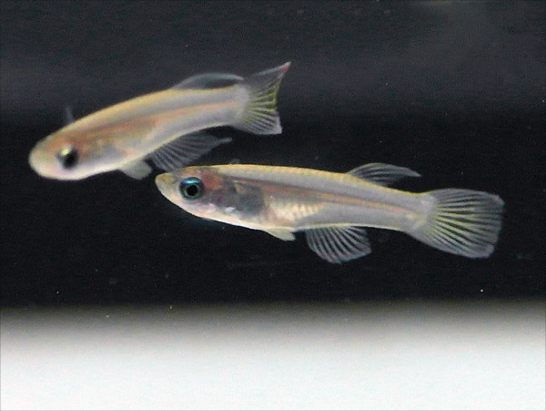 Micropanchax macrophthalmus - Roter Leuchtaugenfisch
