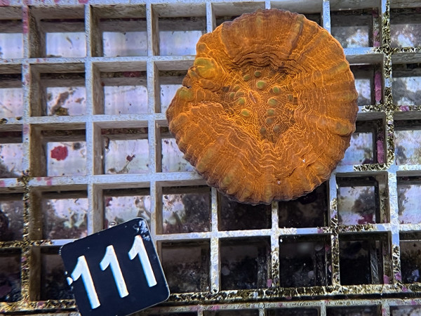 Scolymia australis - Scolymia australis ultra (111)