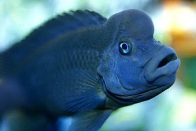 Steatocranus casuarius - Buckelkopfcichlide