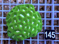 Goniastrea spec. (145) Goniastrea spec. (145)