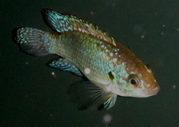 Hemichromis sp. - Gabun, friedlich!!