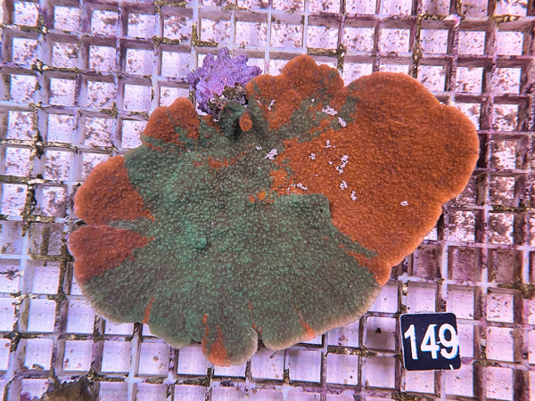 Montipora spec. ultra grafted (149)