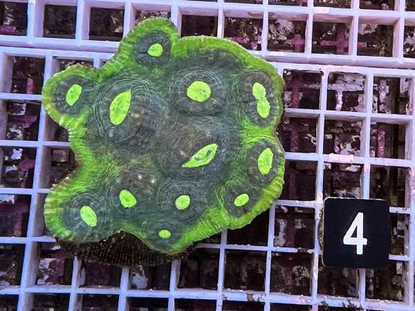 Echinophyllia spec. - Chalice ultra (4)