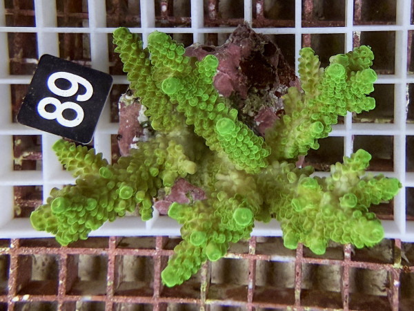 Acropora sp. (89)