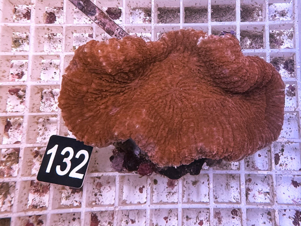 Lobophyllia spec. - Hirnkoralle ultra (132)